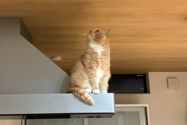 【猫もよろこぶフルリノベーション】TOTO　ミッテ